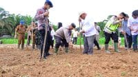 Wakapolda Jambi, Brigjen Pol. Edi Mardianto tanam bibit jagung guna mendukung program asta cita Presiden RI (Polda Jambi)