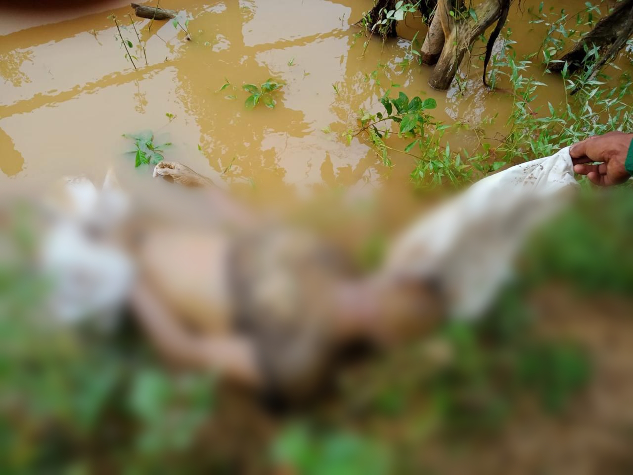 Penemuan mayat di Kelurahan Teluk Kenali, Kecamatan Telanaipura, Kota Jambi