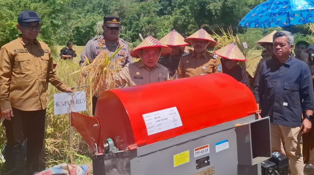 Gubernur Jambi Al Haris panen padi di Kabupaten Kerinci