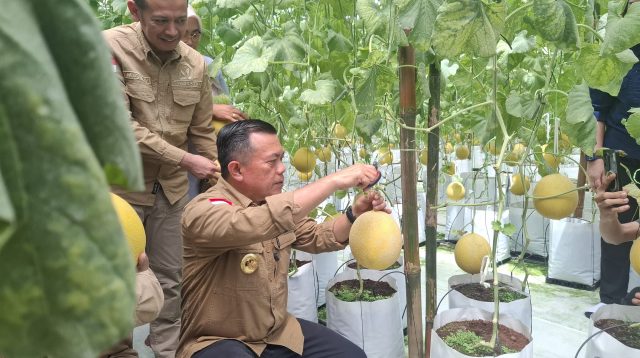 Gubernur Jambi Al Haris panen melon di Kabupaten Tanjung Jabung Timur