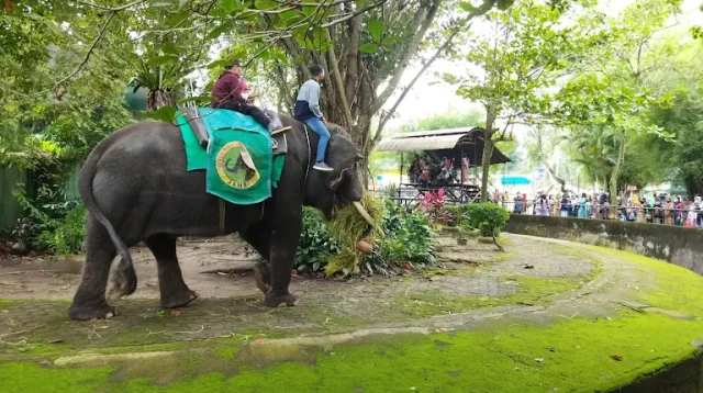 Kebun Binatang Taman Rimba, Jambi
