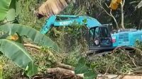 PT Sinar Anugerah Sukses melakukan land clearing