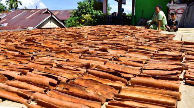 Komoditas unggulan daerah Jambi, kayu manis