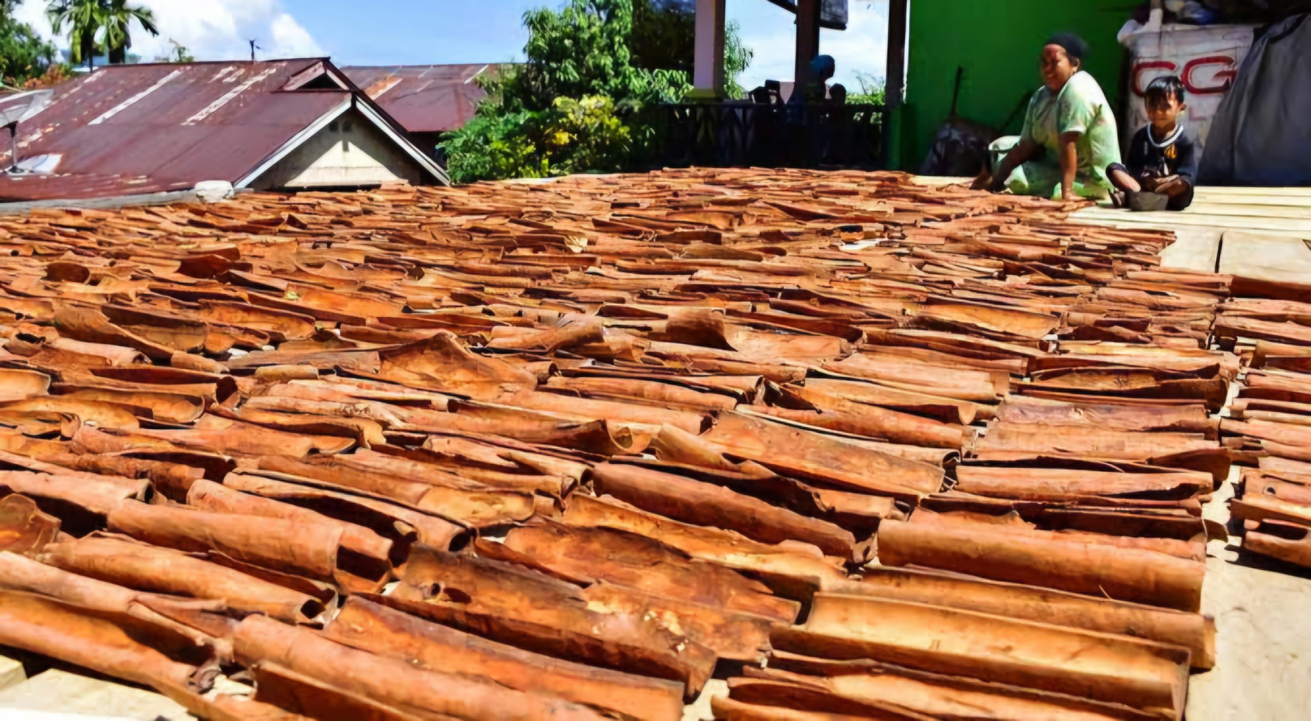 Komoditas unggulan daerah Jambi, kayu manis