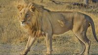 Harimau Afrika (doc/pixabay)