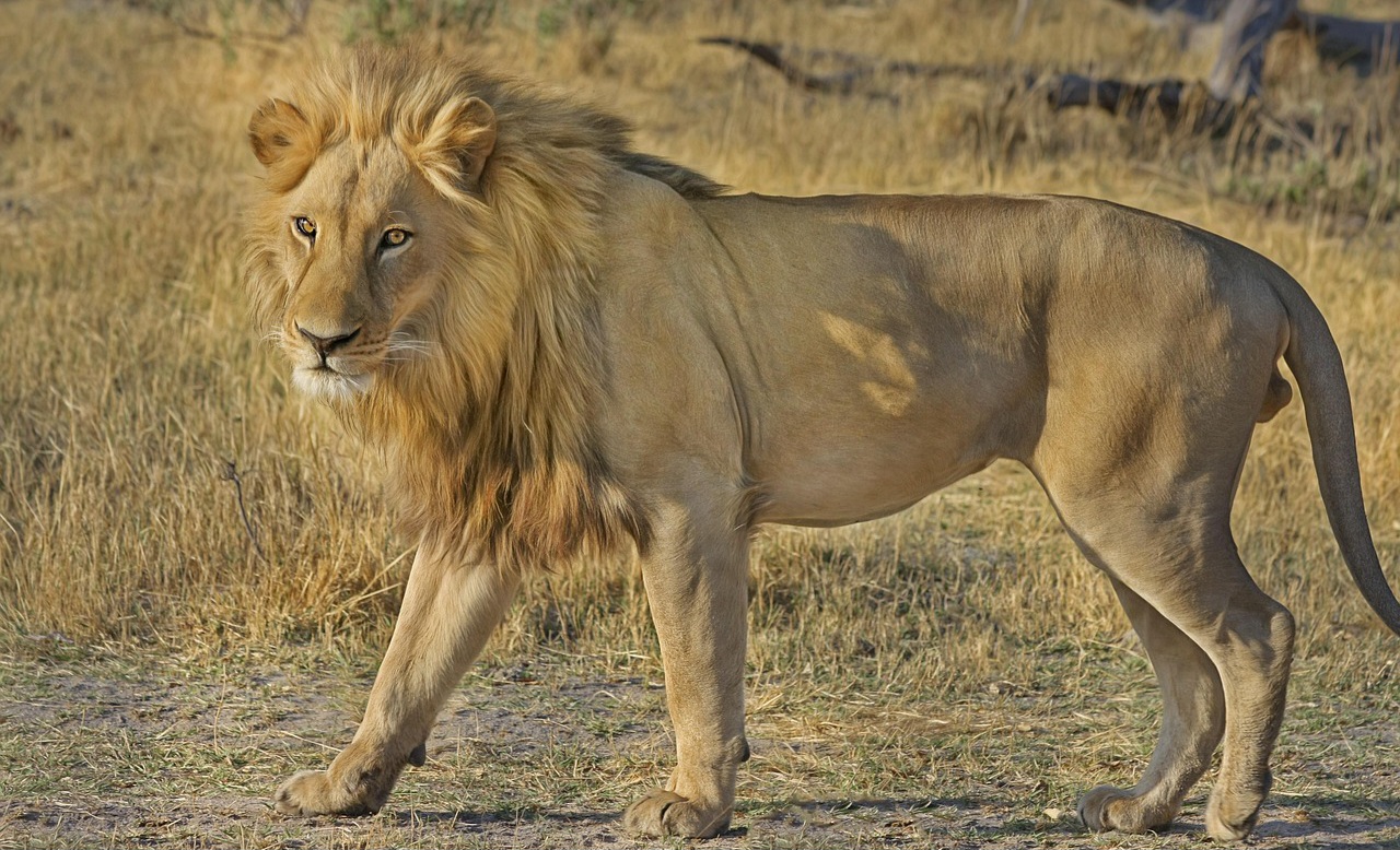 Harimau Afrika (doc/pixabay)