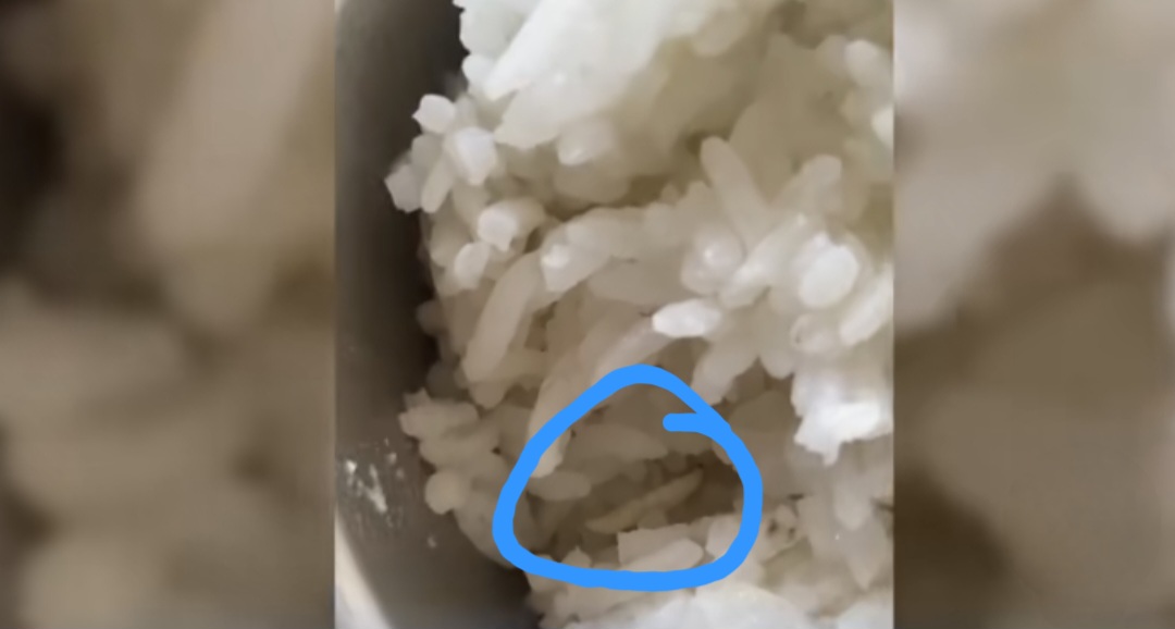 Nasi MBG di Provinsi Jambi berulat