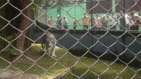 Harimau Benggala di Taman Rimba Jambi