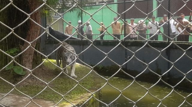 Harimau Benggala di Taman Rimba Jambi