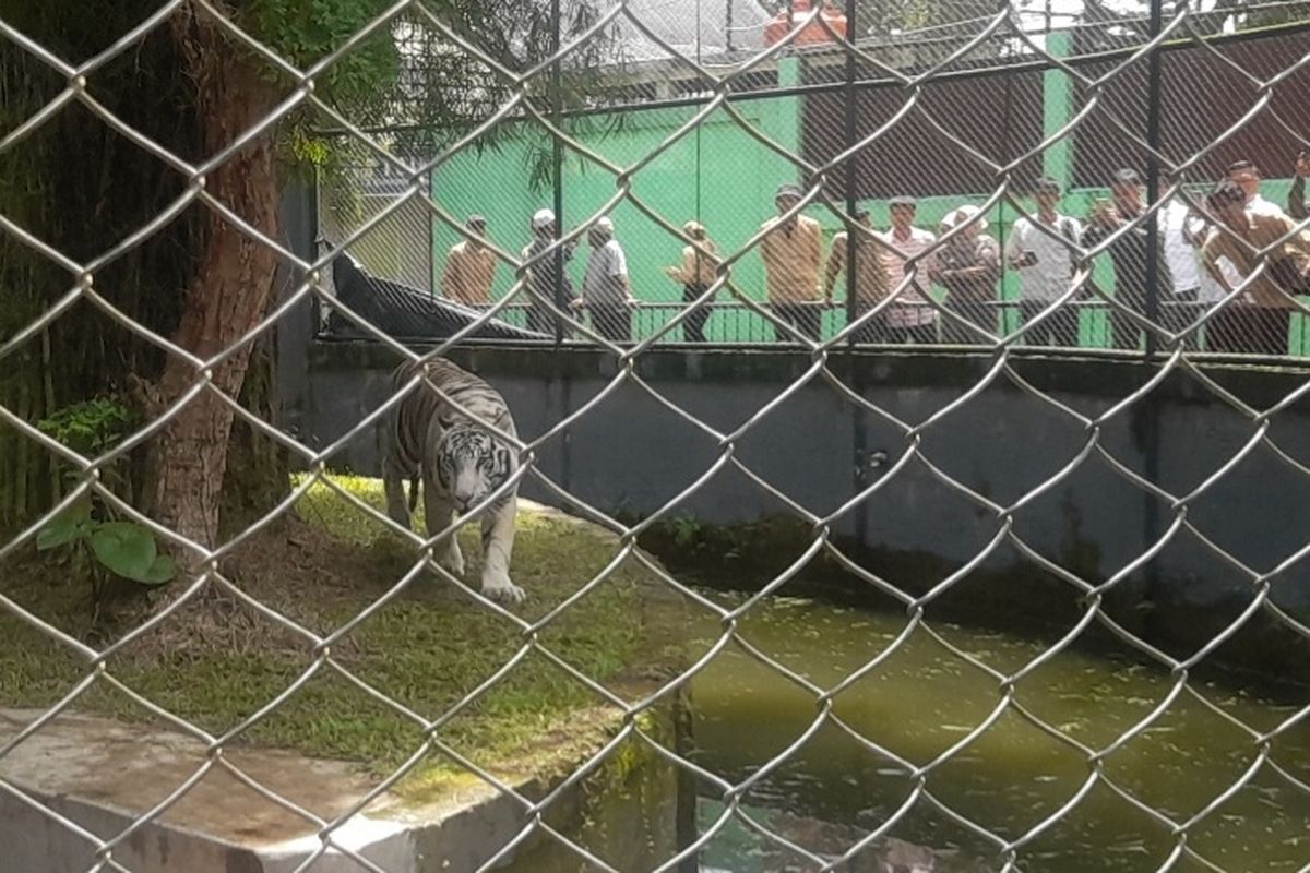 Harimau Benggala di Taman Rimba Jambi