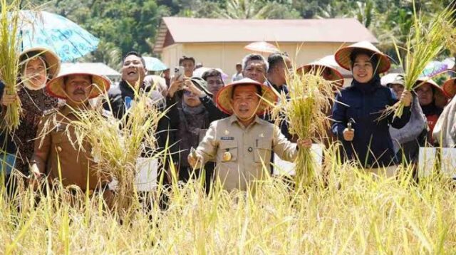 Gubernur Jambi Al Haris memanen padi bersama Bupati Kerinci Monadi